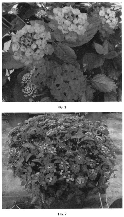 Figure 1 of US plant patent PP32277, the photograph of LANZ0034 printed in the patent.