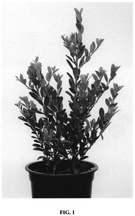 Figure 1 of US plant patent PP32278, the photograph of Land Green printed in the patent.