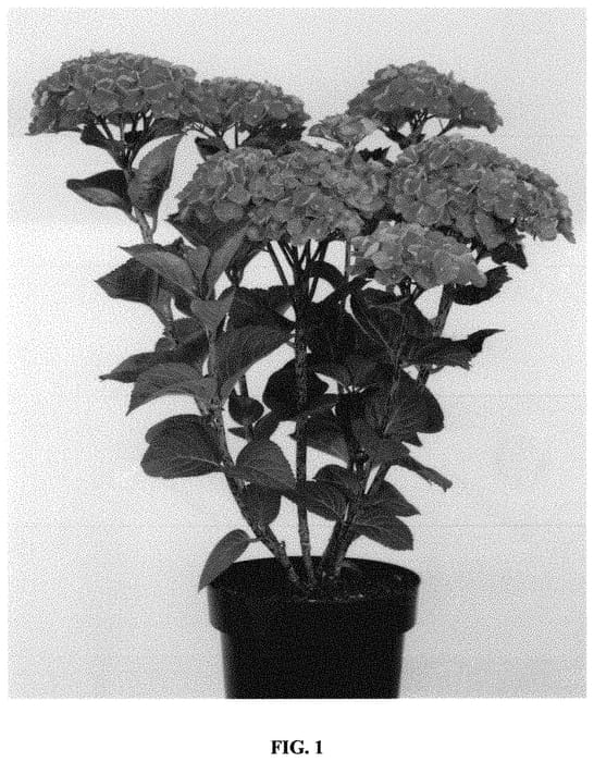Figure 1 of US plant patent PP32279, the photograph of Hokomareda printed in the patent.