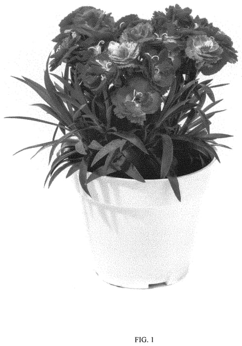 Figure 1 of US plant patent PP32280, the photograph of DCAMC10-0 printed in the patent.