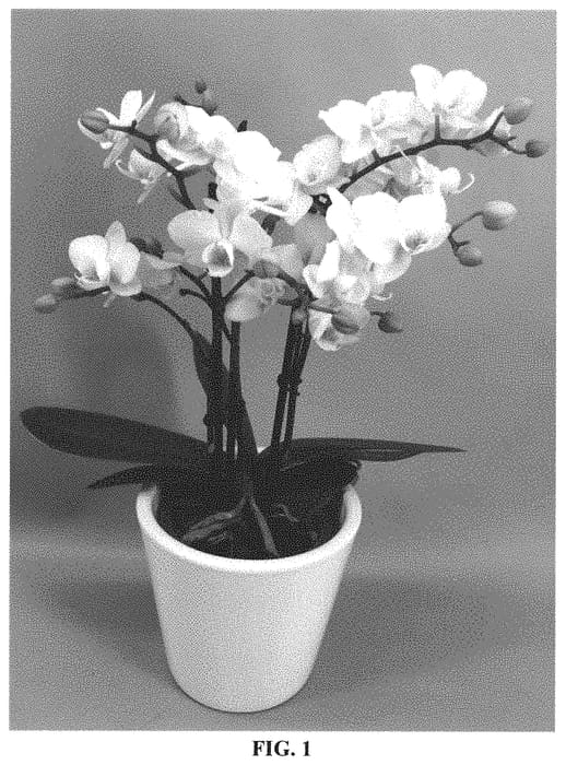 Figure 1 of US plant patent PP32281, the photograph of PHALGUOCH printed in the patent.