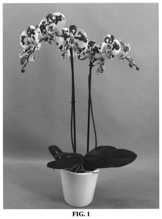 Figure 1 of US plant patent PP32282, the photograph of PHALGYTCAN printed in the patent.