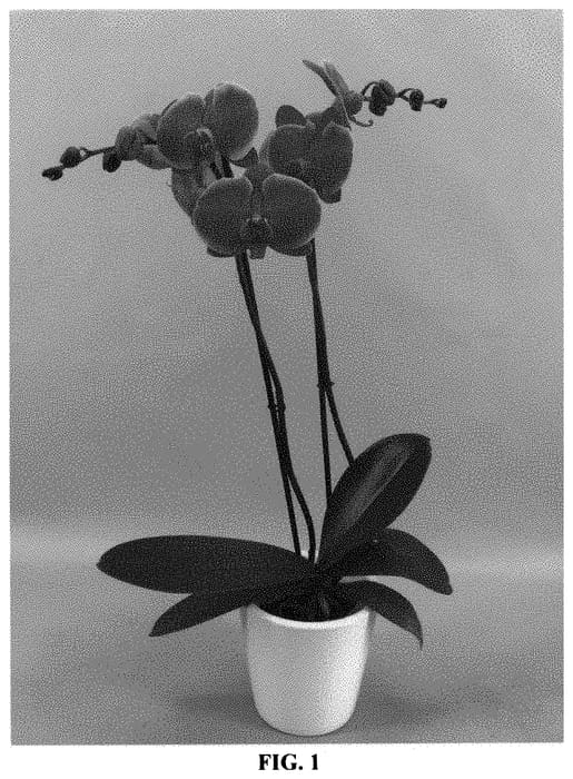 Figure 1 of US plant patent PP32283, the photograph of PHALHITWOQ printed in the patent.
