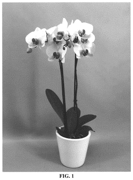 Figure 1 of US plant patent PP32284, the photograph of PHALGUPEO printed in the patent.
