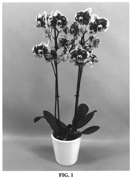 Figure 1 of US plant patent PP32285, the photograph of PHALGOPXO printed in the patent.