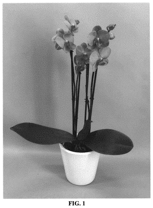 Figure 1 of US plant patent PP32286, the photograph of PHALGASCIJ printed in the patent.