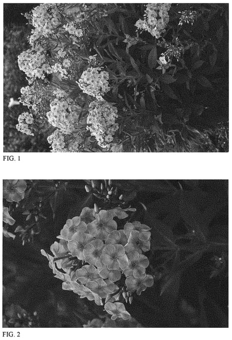 Figure 1 of US plant patent PP32287, the photograph of Uptown Girl printed in the patent.