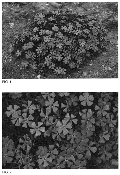 Figure 1 of US plant patent PP32288, the photograph of Rocky Road Violet Blue printed in the patent.