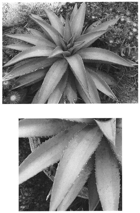 Figure 1 of US plant patent PP32289, the photograph of Frosted Elegance printed in the patent.