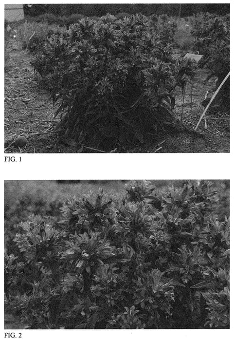 Figure 1 of US plant patent PP32290, the photograph of Church Bells printed in the patent.