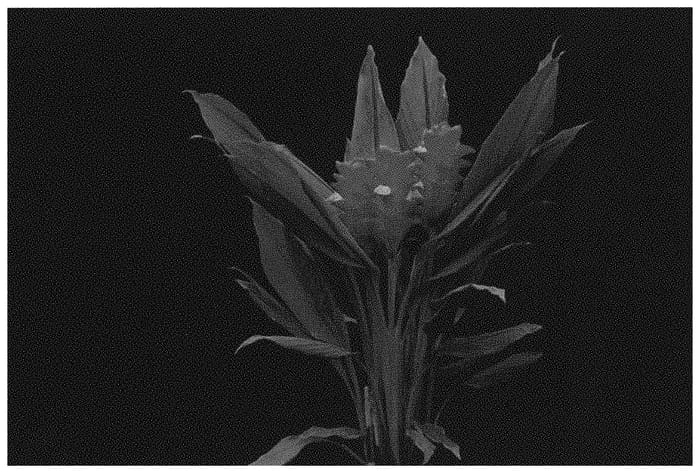 Figure 1 of US plant patent PP32291, the photograph of CPH Orange printed in the patent.