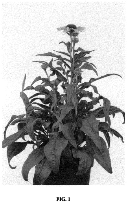 Figure 1 of US plant patent PP32293, the photograph of Scarlet Ibis printed in the patent.