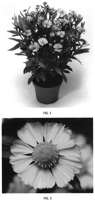 Figure 1 of US plant patent PP32294, the photograph of HEMZ0003 printed in the patent.