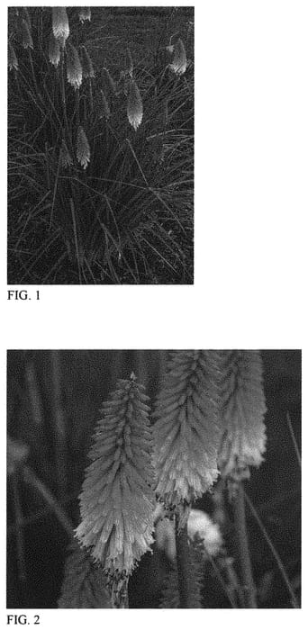 Figure 1 of US plant patent PP32295, the photograph of High Roller printed in the patent.