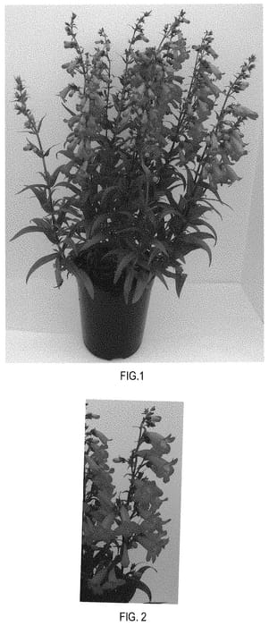 Figure 1 of US plant patent PP32296, the photograph of Balquared printed in the patent.