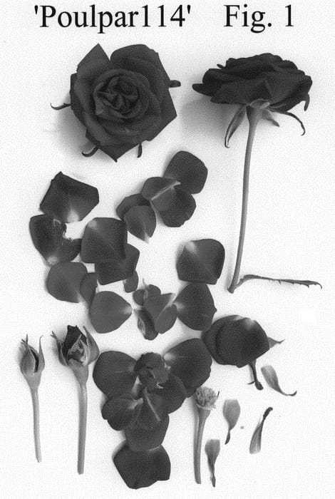 Figure 1 of US plant patent PP32297, the photograph of Poulpar114 printed in the patent.