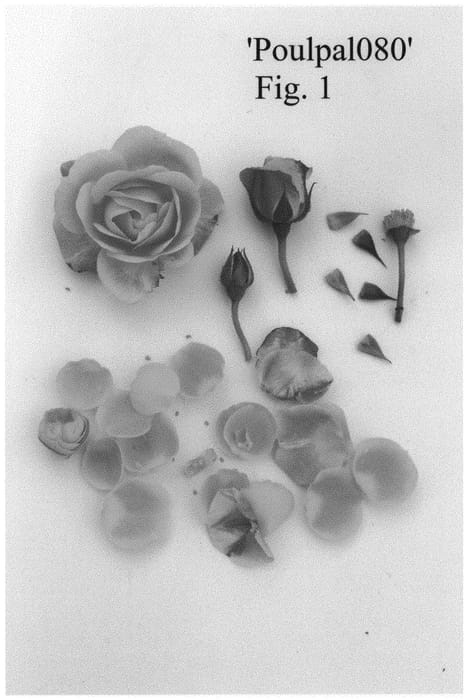 Figure 1 of US plant patent PP32298, the photograph of Poulpal080 printed in the patent.