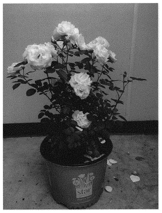 Figure 1 of US plant patent PP32299, the photograph of KORfloci111 printed in the patent.