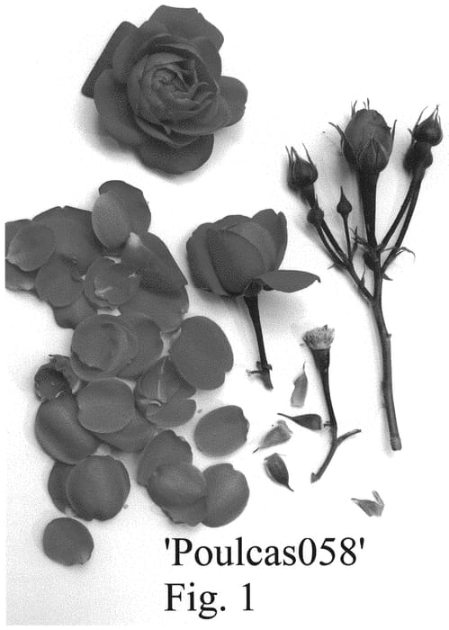 Figure 1 of US plant patent PP32300, the photograph of Poulcas058 printed in the patent.