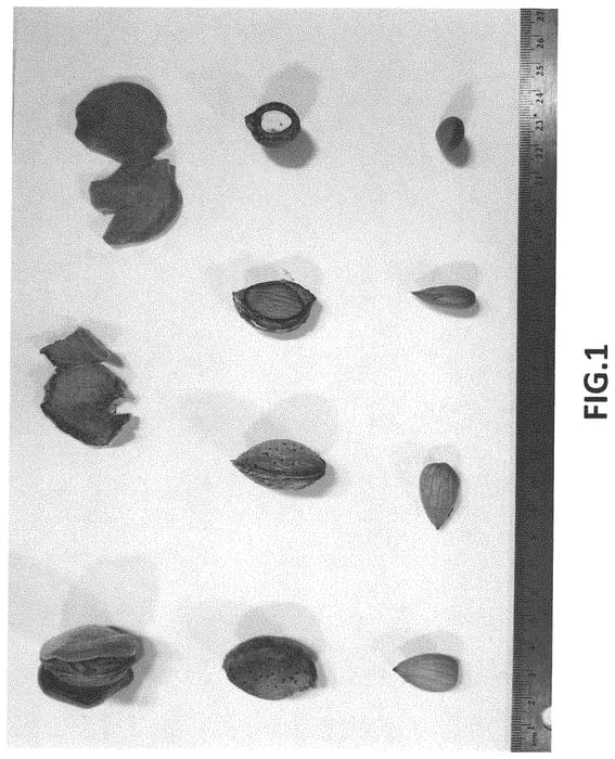 Figure 1 of US plant patent PP32301, the photograph of Buralmondthree printed in the patent.