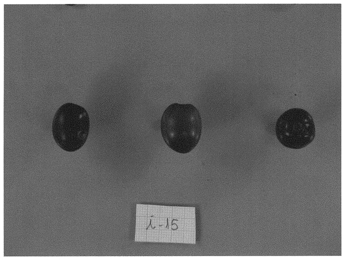 Figure 1 of US plant patent PP32302, the photograph of I-15 printed in the patent.