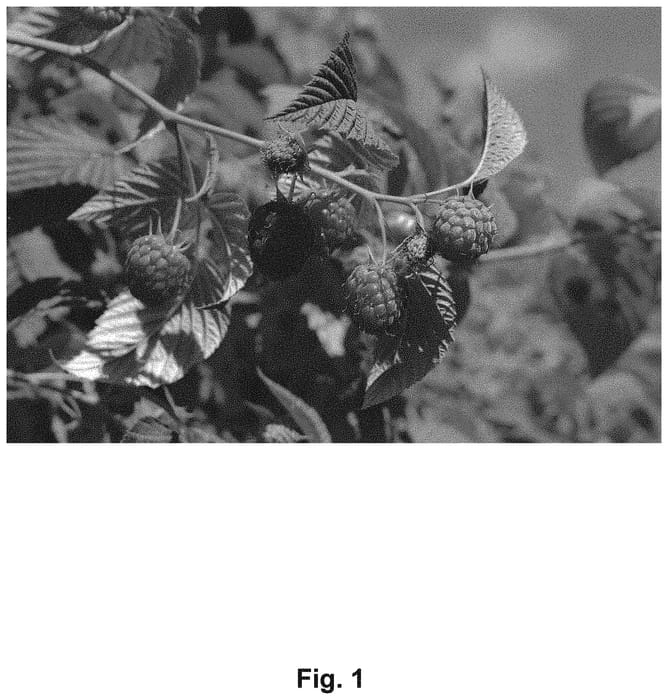 Figure 1 of US plant patent PP32303, the photograph of NN10062 printed in the patent.