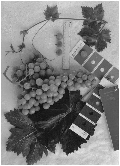 Figure 1 of US plant patent PP32304, the photograph of IFG Thirty-eight printed in the patent.