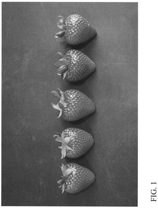 Figure 1 of US plant patent PP32305, the photograph of DrisStrawSeventyThree printed in the patent.
