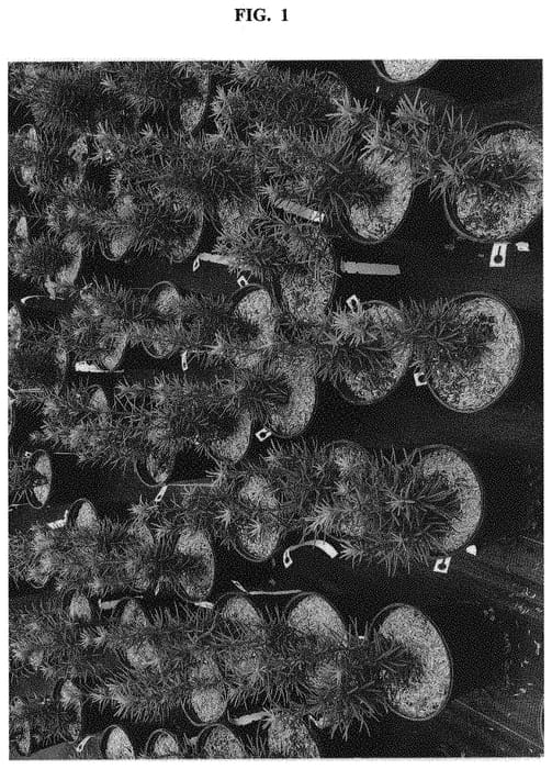 Figure 1 of US plant patent PP32306, the photograph of SMNTHDPF printed in the patent.