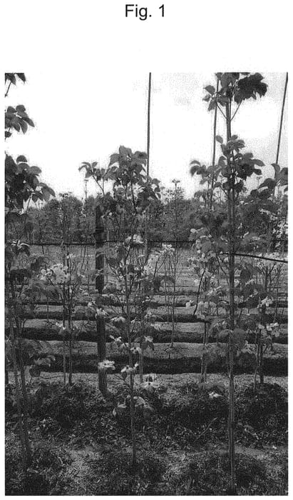 Figure 1 of US plant patent PP32307, the photograph of SFCG1702 printed in the patent.