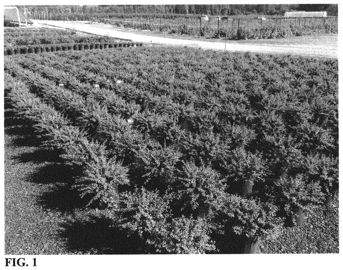 Figure 1 of US plant patent PP32308, the photograph of Emerald Beauty printed in the patent.