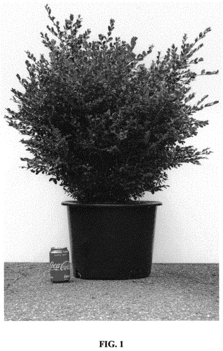 Figure 1 of US plant patent PP32309, the photograph of HER2010B02 printed in the patent.
