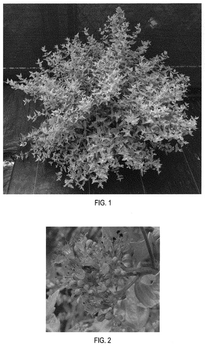 Figure 1 of US plant patent PP32310, the photograph of Gold Crest printed in the patent.