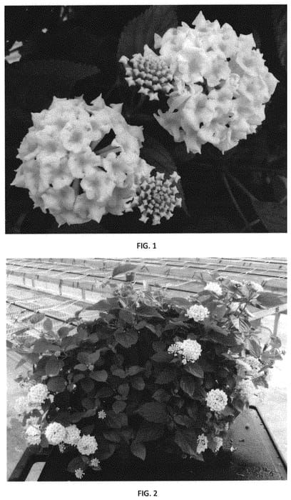 Figure 1 of US plant patent PP32311, the photograph of LANZ0027 printed in the patent.