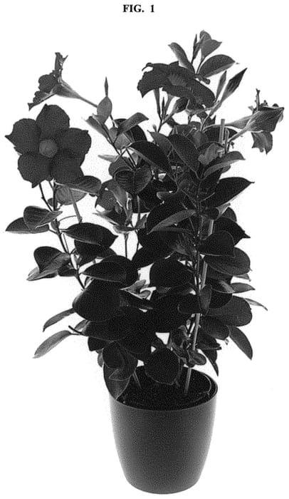 Figure 1 of US plant patent PP32312, the photograph of Inmanbegsc printed in the patent.