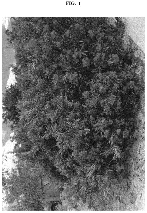 Figure 1 of US plant patent PP32313, the photograph of ATXNOKHP printed in the patent.