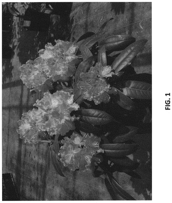Figure 1 of US plant patent PP32314, the photograph of Kuraangel printed in the patent.