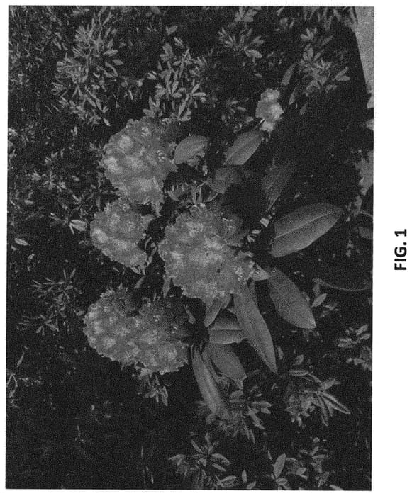 Figure 1 of US plant patent PP32315, the photograph of Kurachouchou printed in the patent.