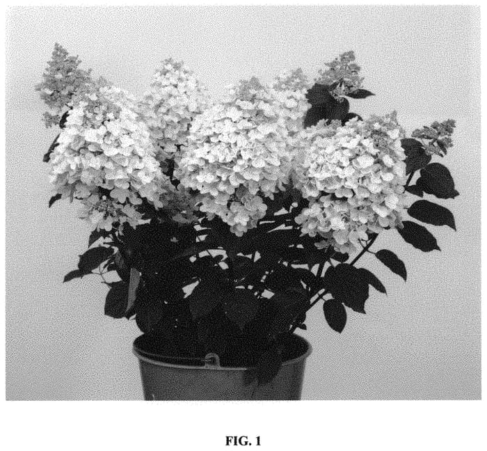 Figure 1 of US plant patent PP32316, the photograph of B2 printed in the patent.