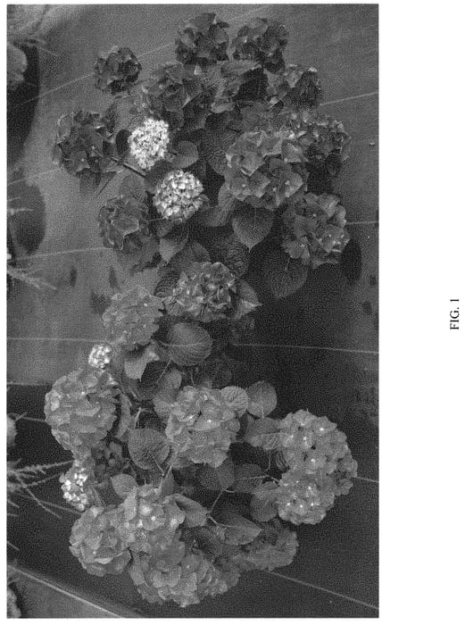 Figure 1 of US plant patent PP32317, the photograph of SMNHML printed in the patent.