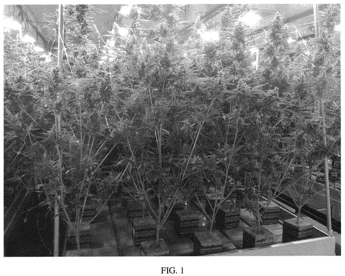 Figure 1 of US plant patent PP32318, the photograph of MR2017002 printed in the patent.