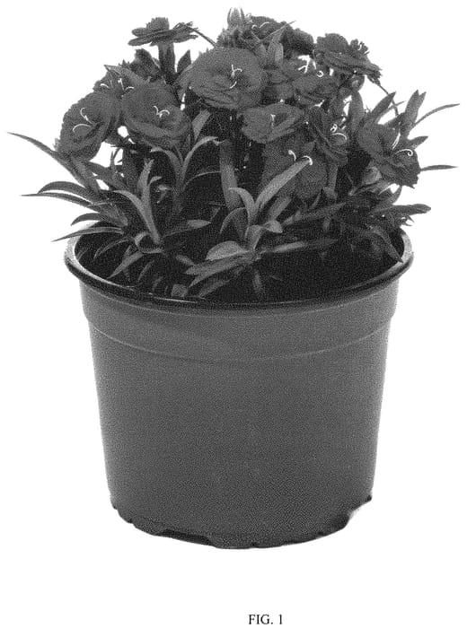 Figure 1 of US plant patent PP32319, the photograph of DCARE11-0 printed in the patent.