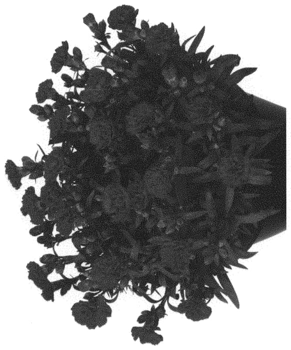 Figure 1 of US plant patent PP32320, the photograph of Hilagas printed in the patent.