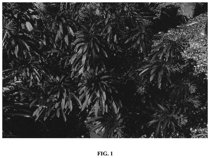 Figure 1 of US plant patent PP32321, the photograph of KM-MM024 printed in the patent.