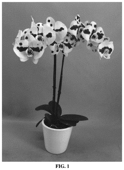 Figure 1 of US plant patent PP32322, the photograph of PHALFASXO printed in the patent.