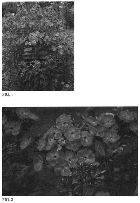 Figure 1 of US plant patent PP32323, the photograph of Cover Girl printed in the patent.