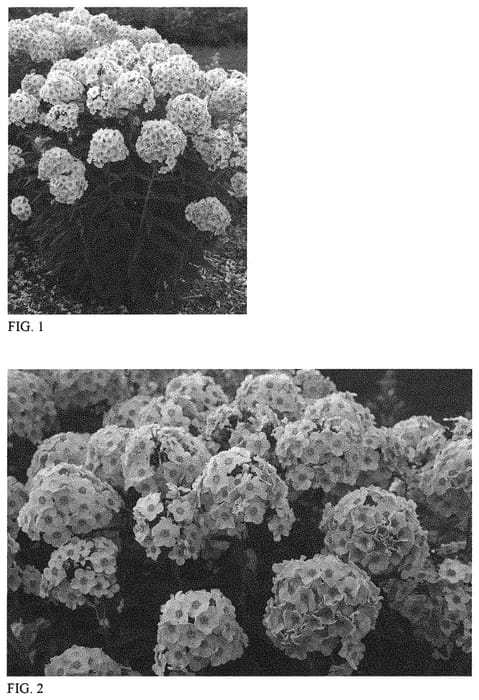 Figure 1 of US plant patent PP32324, the photograph of Party Girl printed in the patent.