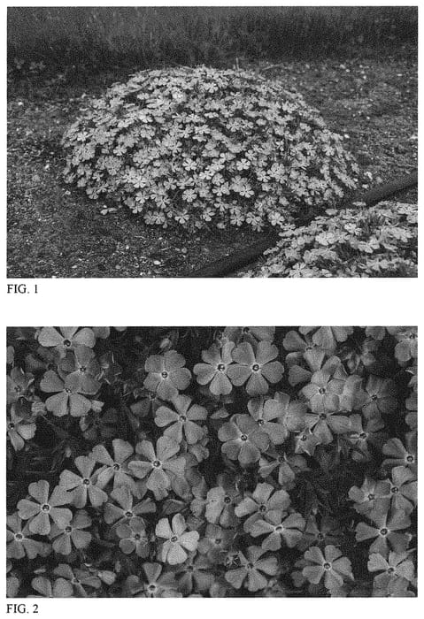Figure 1 of US plant patent PP32325, the photograph of Rocky Road Periwinkle printed in the patent.