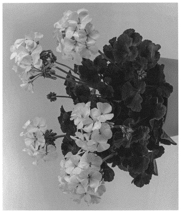 Figure 1 of US plant patent PP32326, the photograph of Pactiowhi printed in the patent.