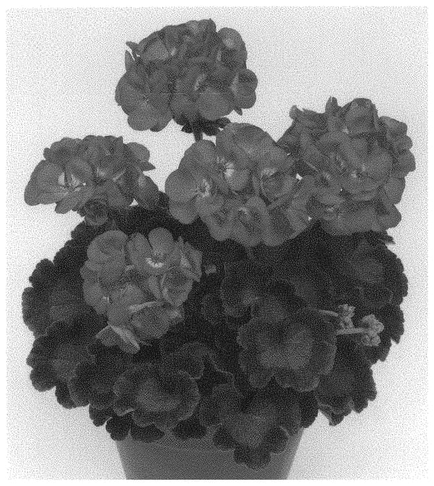 Figure 1 of US plant patent PP32327, the photograph of Pacdazz printed in the patent.